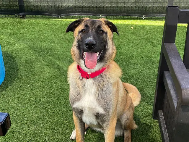 Kona - Anatolian Shepherd