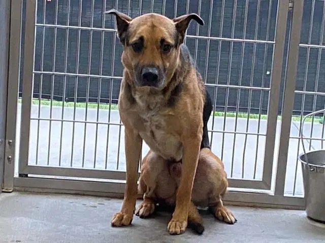 Baker - German Shepherd Dog