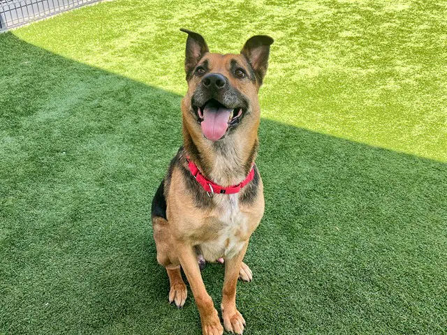 Baker - German Shepherd Dog