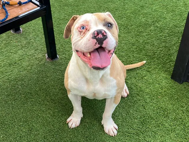 Pilaf - Pit Bull Terrier