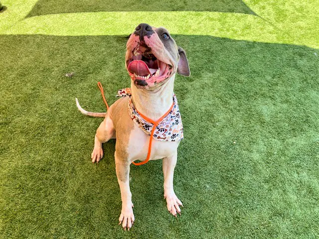 Zucchini - Pit Bull Terrier