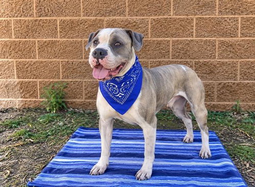 ZUCCHINI, a dog for adoption from Orange County Animal Care Center