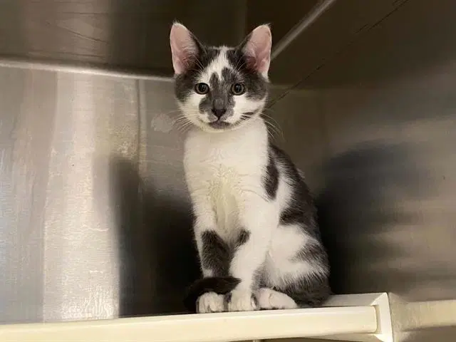Boy - Domestic Short Hair