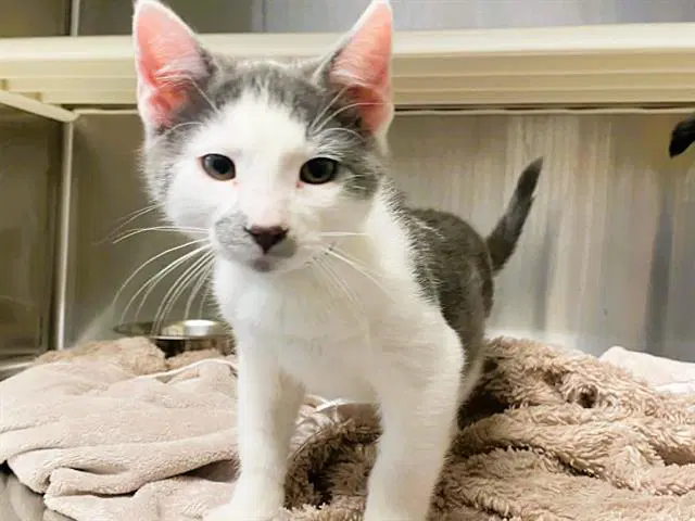 Sport - Domestic Short Hair