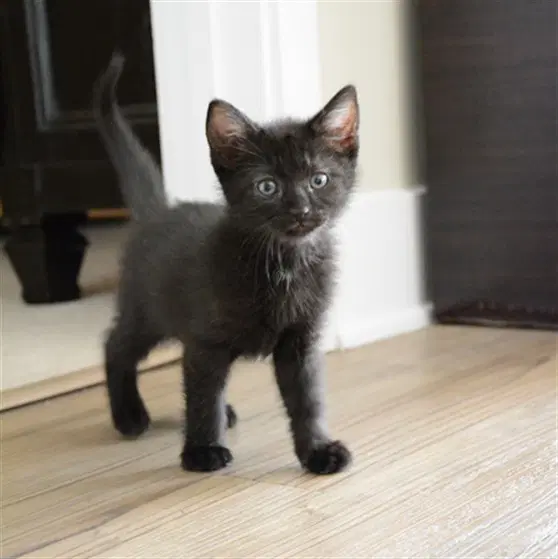 Young Zeus image 1