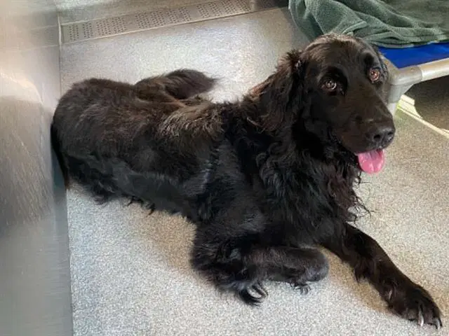Orwyle - Flat-coated Retriever