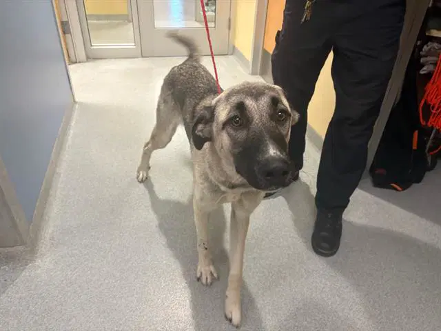 Dolly - Anatolian Shepherd