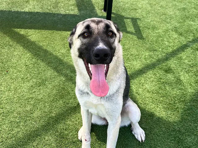 Dolly - Anatolian Shepherd