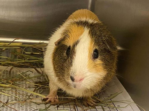 ADAM, a guinea pig for adoption from Orange County Animal Care Center