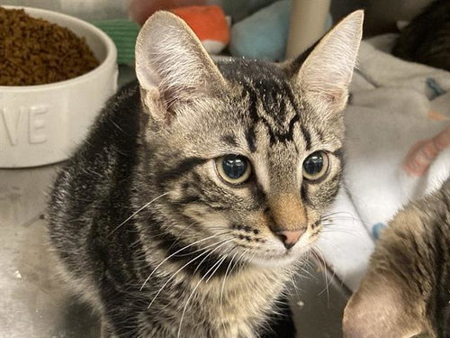 picture of the cat needing adoption