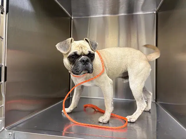 Turtle - Pug