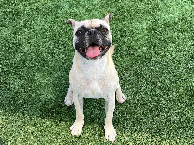 Turtle - Pug