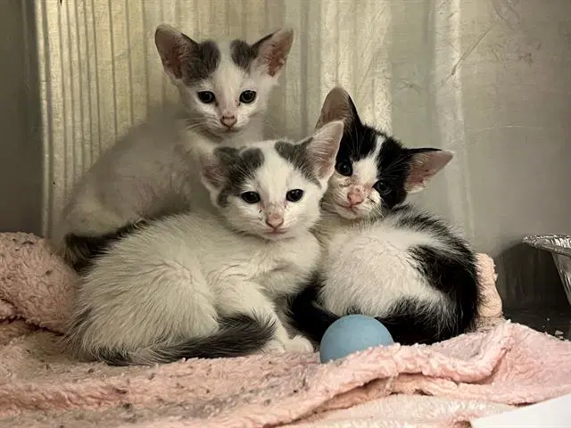 Tuna Melt - Domestic Short Hair