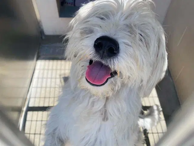 Calvin - Wheaten Terrier