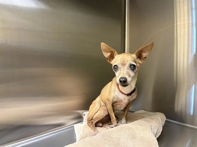 Gracie - Chihuahua