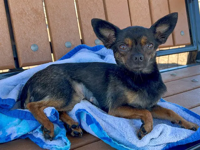 Hera - Chihuahua