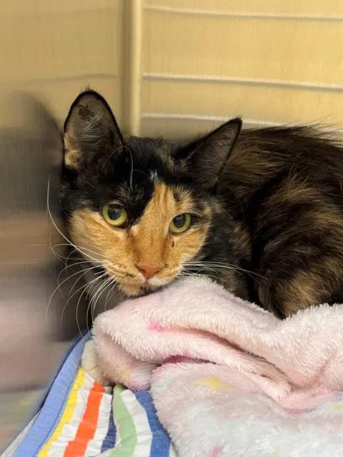 Cowgirl - Domestic Short Hair