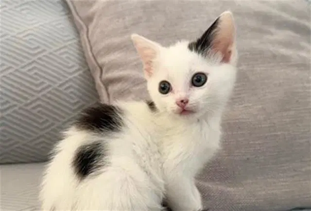 Lily - Domestic Short Hair