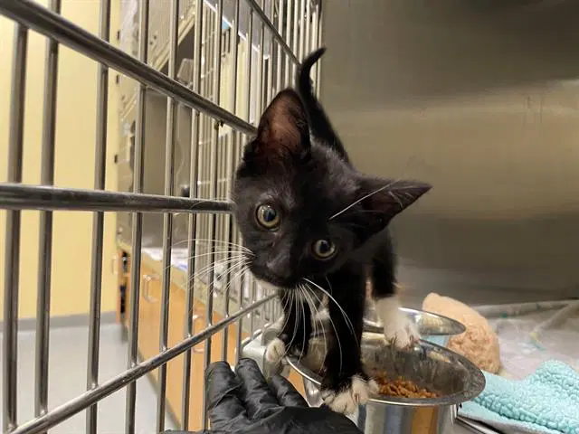Beanie - Domestic Short Hair