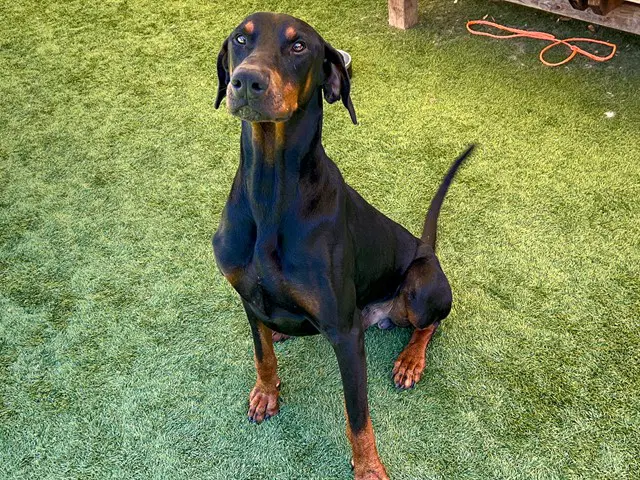 Zeus - Doberman Pinscher