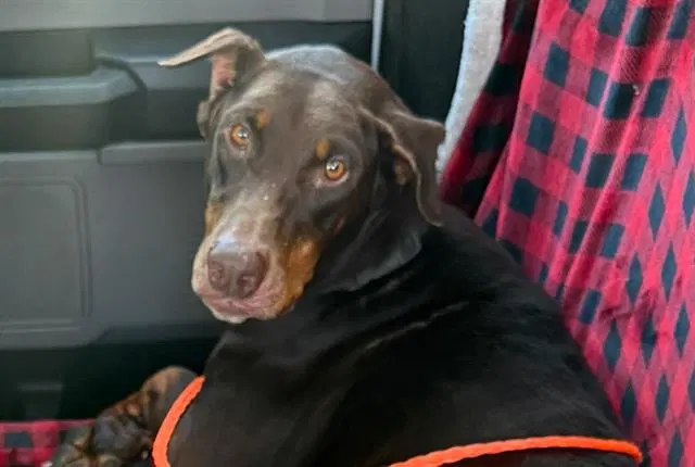 Penny - Doberman Pinscher