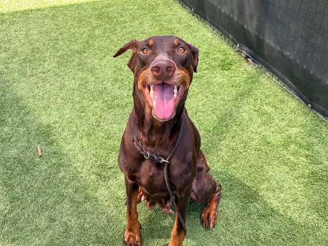 Penny - Doberman Pinscher