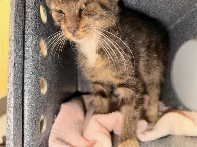 Juana - Domestic Short Hair