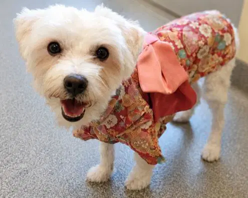 Jenny - Maltese