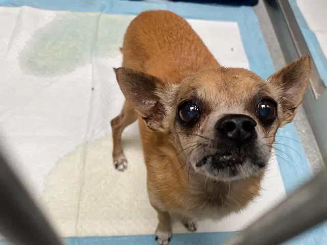 Stanley - Chihuahua