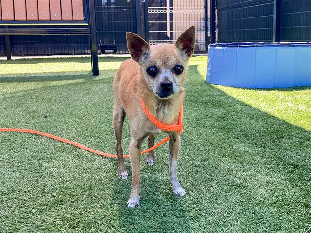 Stanley - Chihuahua
