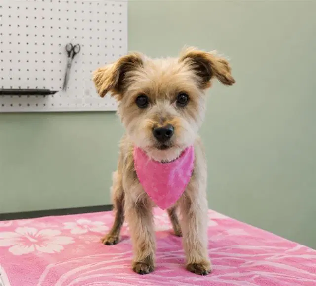 Chiquis - Yorkshire Terrier Yorkie