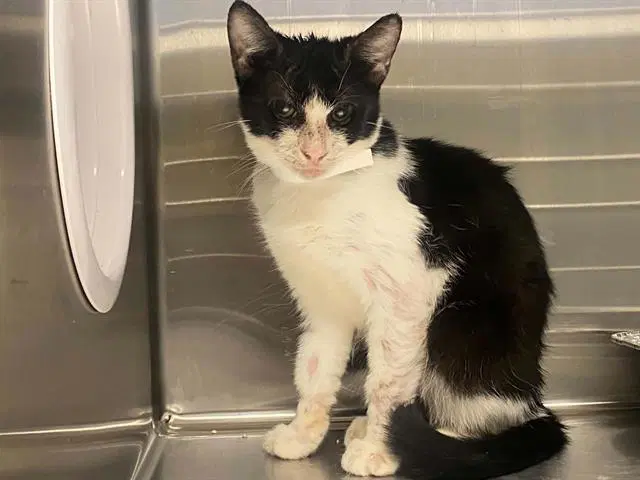 Iris - Domestic Short Hair