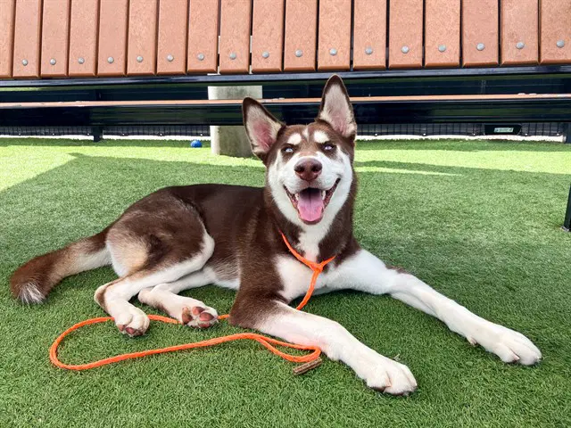 Haystack - Siberian Husky