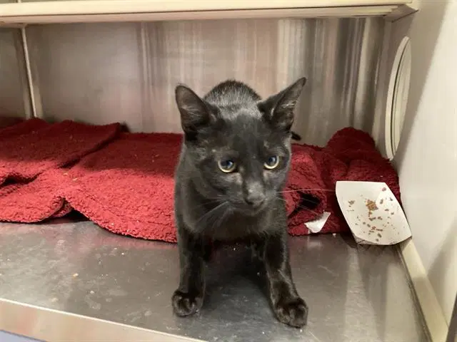 Nightwing - Domestic Short Hair