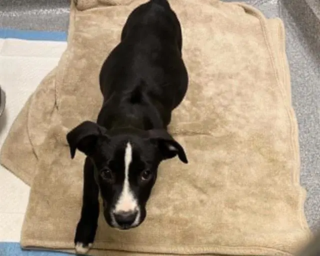 Leonardo - Pit Bull Terrier