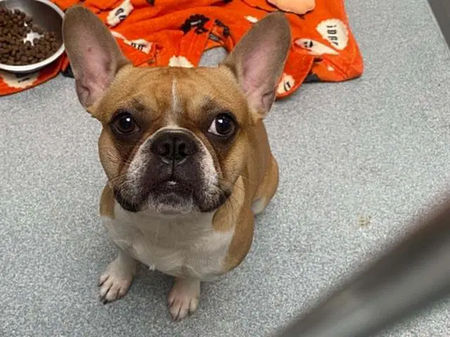 Gucci - French Bulldog