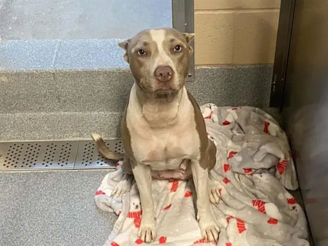Victoria - Pit Bull Terrier