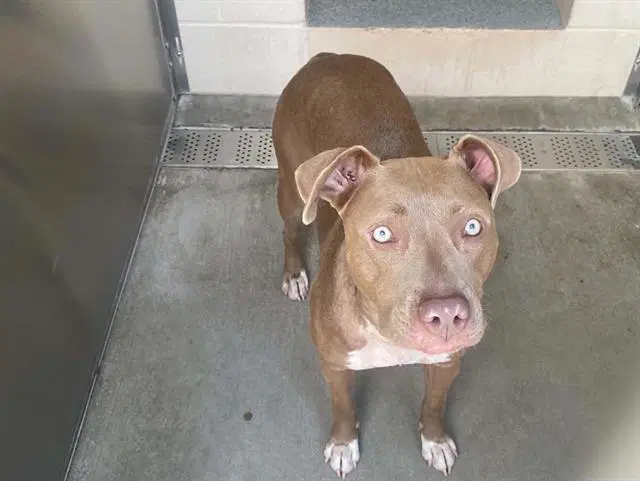 Catherine - Pit Bull Terrier
