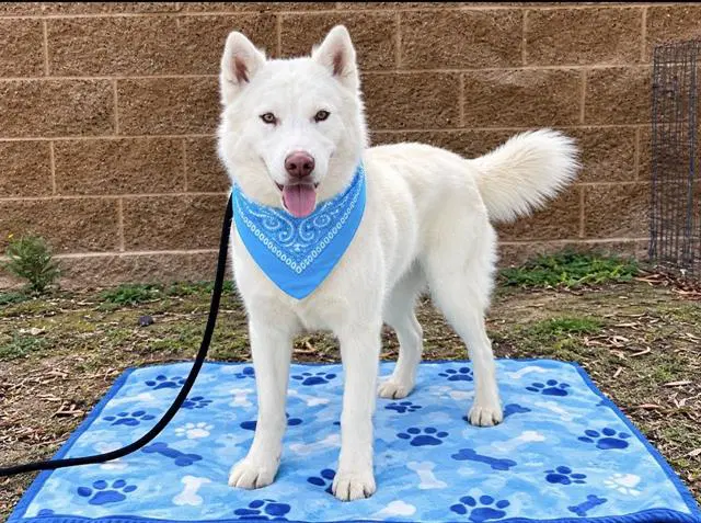 Kendall - Siberian Husky