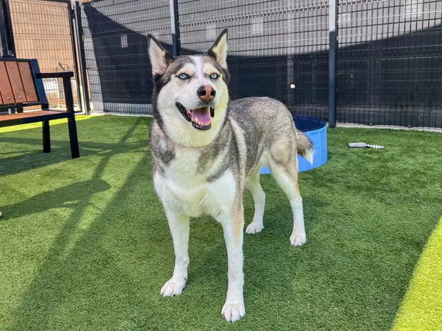Chula - Siberian Husky