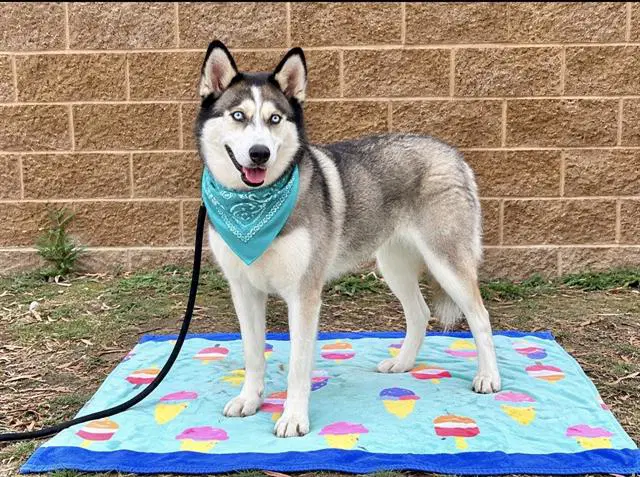 Chula - Siberian Husky