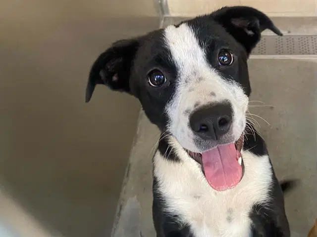 Cedar - Border Collie