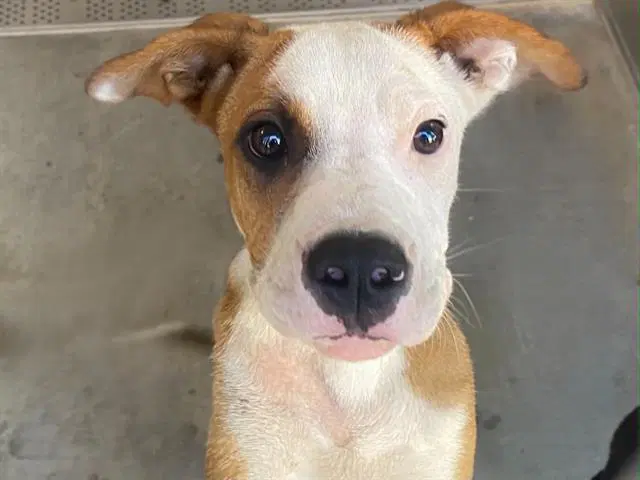 Pinecone - Australian Cattle Dog/Blue Heeler