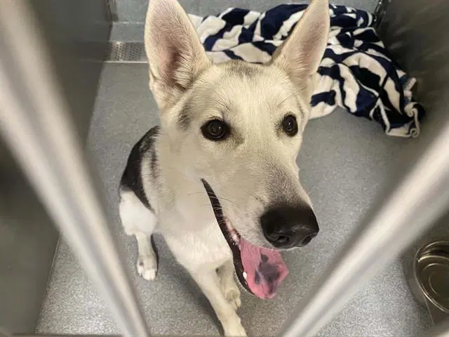Iris - Siberian Husky