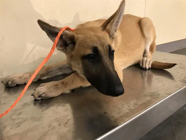 Banana - Belgian Shepherd Malinois