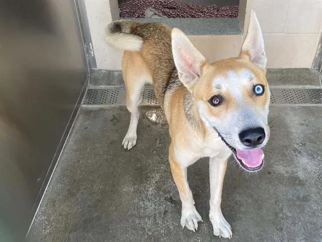 Adrian - Siberian Husky