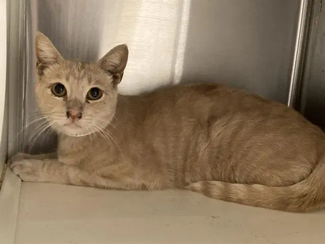 Tang - Domestic Short Hair