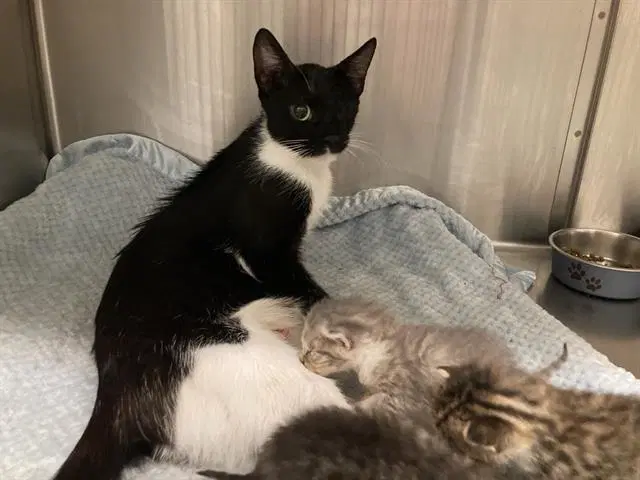 Scott - Domestic Short Hair