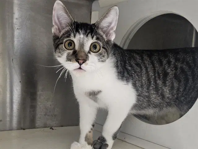 Janu - Domestic Short Hair