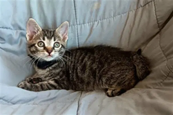 Samwise - Domestic Short Hair